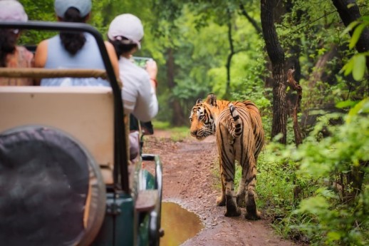 Ranthambore: Wildlife Thrills with Monsoon Teases